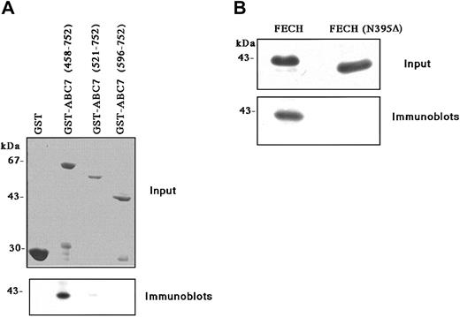 Fig. 2. Binding of ABC7 to ferrochelatase. / (A) Effect of deletions in GST-ABC7 on binding to ferrochelatase. GST, GST-ABC7 (458-752), GST-ABC7 (521-752), and GST-ABC7 (596-752) were immobilized on glutathione beads, after which they were incubated with partially purified ferrochelatase. Bound proteins were analyzed by SDS-PAGE, followed by immunoblotting with antiferrochelatase. Input: A Coomassie blue staining of GST-ABC7 fusion proteins bound to glutathione beads. (B) Effect of deletion of ferrochelatase (FECH) on binding to GST-ABC7 (458-752). Partially purified ferrochelatase (wild-type) and a mutant (N395Δ) expressed in E coli were incubated with GST-ABC7 (458-752) immobilized on the beads. Bound proteins were analyzed by SDS-PAGE, followed by immunoblotting with antiferrochelatase. Input: Coomassie blue staining of partially purified ferrochelatase.