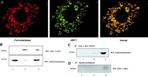 Fig. 3. Interaction of ABC7 with ferrochelatase. / (A) Mitochondrial localization. Cos7 cells were cotransfected with pcDNA3(c-myc)-ABC7 and pCD-MF and incubated for 44 hours. They were then fixed, permeabilized, and reacted simultaneously with anti–c-Myc and antiferrochelatase to show colocalization of ABC7 (green) and ferrochelatase (red). The merged exposure (yellow) confirms that the dots colocalize. (B) Immunoblots of extracts from Cos7 cells transfected with pcDNA3(c-myc)-ABC7 and pCD-MF. The cells transfected with pCD-MF (lanes 1 and 3) or pcDNA3(c-myc)-ABC7 (lanes 2 and 3) were cultured for 24 hours. Immunoblots were performed with anti–c-Myc (top panel) and antiferrochelatase (bottom panel). (C) Extracts from panel B were subjected to immunoprecipitation with anti–c-Myc, followed by immunoblotting with antiferrochelatase. (D) Extracts from panel B were subjected to immunoprecipitation with antiferrochelatase, followed by immunoblotting with anti–c-Myc.