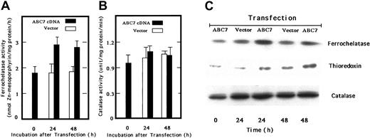 Fig. 4. Activities and levels of ferrochelatase, catalase, and iron-sulfur–containing proteis in ABC7 cDNA-transfected BNL-CL2 cells. / (A) Ferrochelatase activity. Mouse embryo liver BNL-CL2 cells were transfected with empty vector (■) or pcDNA(c-Myc)-ABC7 plasmids (▪) and incubated for 24 and 48 hours. The cells were then collected, washed twice with PBS, and homogenized. The homogenates were centrifuged at 900g for 10 minutes. The assay of ferrochelatase activity was as described. (B) Catalase activity. Catalase activity was measured using homogenates as above. Data in panels 4A-B are expressed as the means ± SDs of triplicate experiments. (C) Immunoblot analysis. Cells transfected with empty vector or pcDNA3-ABC7 were cultured. The cellular proteins were analyzed by SDS-PAGE, transferred onto PVDF membrane, and immunoblotted using antiferrochelatase, anticatalase, and antithioredoxin.