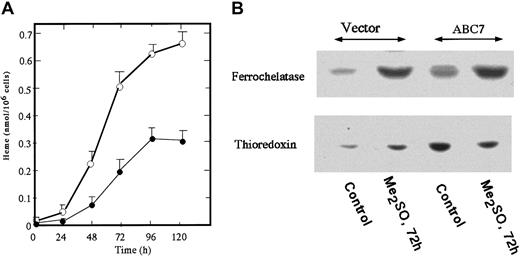 Fig. 5. The amount of heme and levels of ferrochelatase and thioredoxin in Me2SO-induced ABC7-expressing MEL cells. / Cells expressing ABC7 and empty vector (5 × 105/mL each) were incubated with 2% Me2SO. (A) At the times indicated, the cells expressing ABC7 (○) and control (●) cells were collected and the amount of heme was measured. Data are expressed as the means ± SDs of triplicate experiments. (B) Immunoblot analysis. Immunoblotting was performed using antiferrochelatase and antithioredoxin. The transfected and control cells were separately cultured with 2% Me2SO for 0 hours and 72 hours.