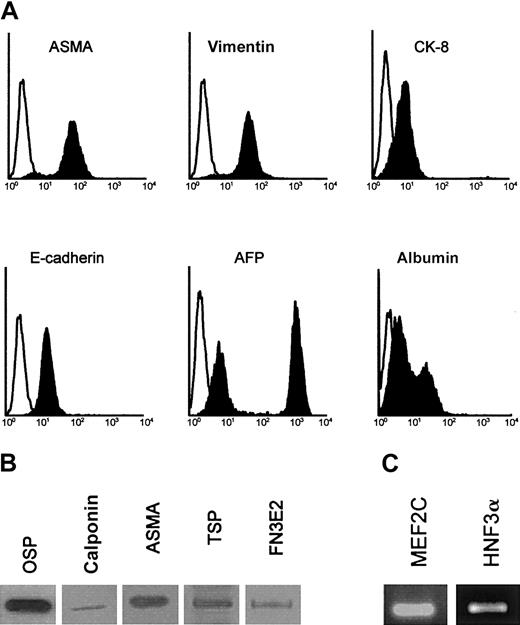Fig. 2. Phenotypic analysis of AFT024 cells. / (A) AFT024 cells were cultured for 5 days and permeabilized before staining of intracellular components and FACS analysis. Specific stainings are indicated by blackened histogram, and isotype control is shown as open histogram. (B) Western blots for mesenchymal markers: osteopontin (OSP), calponin (calp), ASMA, thrombospondin-1 (TSP), and EDa fibronectin (FN3E2) in AFT024 cells. (C) RT-PCR analysis of the myocyte-enhancer factor (MEF2C) and hepatocyte nuclear factor (HNF3α) in AFT024 cells.