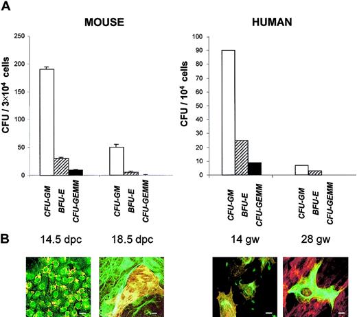 Fig. 3. Time course of CFUs and stromal cells' phenotype with gestational maturation of murine and human livers. / (A) Colony-forming cells (assayed in methylcellulose). Results represent the mean ± sem of data from 3 experiments for mouse CFUs and 1 experiment for human CFUs. (B) Immunofluorescence studies (performed after 10 days' culture onto chamber slides, as described in Figure 1). In the mouse at 14.5 dpc, almost all cells are double-labeled with anti–CK-8 (green) and anti-ASMA (yellow, because of the intensity of the labeling). At 18.5 dpc, there is a focus of ASMA+, CK-8− myofibroblasts surrounded by ASMA−, CK-8+ hepatocytes. For human cells at 14 gw, all cells are double-labeled with anti–CK-8 (green) and anti-ASMA (red). At 28 gw, ASMA−, CK-8+hepatocyte is surrounded by ASMA+, CK-8−myofibroblasts. Scale bar = 10 μm. Liver cells were cultured for 10 days in long-term culture medium and then collected for CFU and immunofluorescence studies.