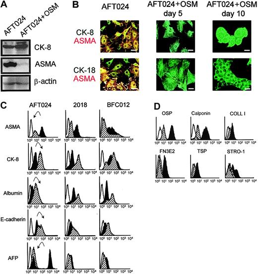 Fig. 5. Phenotypic analysis of stromal cells from 14 dpc murine fetal liver lines treated or not with OSM. / (A) Western blots for CK-8 and ASMA of AFT024 cells cultured in the absence or in the presence of OSM for 5 days. (B) Immunofluorescence studies of AFT024 cells treated or not with OSM. Cells were permeabilized and double-stained with mouse anti–CK-8 or –CK-18 (green) and mouse anti-ASMA–Cy3 (red). At day 5 and 10 there is no ASMA labeling. Scale bar = 10 μm. (C) FACS analysis of 3 stromal cell lines treated or not with OSM. Cells were analyzed for expression of intracellular components ASMA, CK-8, albumin, and AFP and of the cell surface marker E-cadherin. The histograms compare the levels of each marker in the presence or absence of OSM. Each panel represents an overlay of the fluorescence signal obtained with untreated (dark histogram) or treated cells (hatched histogram). Open histogram represents background staining with appropriate isotype control antibodies. A representative example of 3 experiments is shown. The arrows pointed down indicate down-regulation; arrows pointed up, up-regulation. Fluorescence intensity is indicated on the x-axes (C-D). (D) AFT024 cells treated or not with OSM were analyzed as described in panel C for the expression of other mesenchymal markers: osteopontin (OSP), calponin, collagen I (COLL I), EDa fibronectin (FN3E2), thrombospondin (TSP), and Stro-1 antigens.