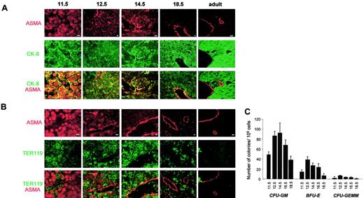 Fig. 7. Immunofluorescent studies of mouse liver. / (A) Double immunostaining with Cy3-conjugated anti-ASMA (red) and anti–CK-8 (green). Scale bar = 10 μm. (B) Double immunostaining with Cy3-conjugated anti-ASMA (red) and antierythroblasts, Ter119 (green). Scale bar = 10 μm. (C) Colony-forming units (CFUs). CFU assays were performed on mononuclear cells. Colonies were counted after 10 days. Results (means ± sem) of 3 independent experiments are shown. Stage of development (dpc) is indicated on the x-axis.164041