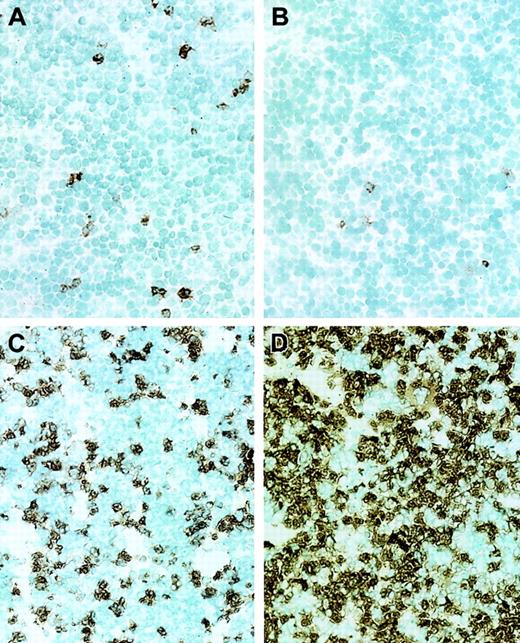 Fig. 6. Sections of murine fetal liver (day E13.5) and bone marrow (6-day postnatal) were stained with CD11b (Mac-1α) antibody–horseradish peroxidase (HRP) (brown) and counterstained with methyl green. / (A) Wild-type fetal liver. (B) Mll-AF9 fetal liver. (C) Wild-type 6-day postnatal bone marrow. (D) Mll-AF9 6-day postnatal bone marrow. Original magnification, × 20.