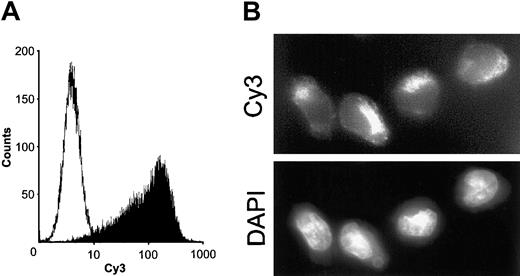 Fig. 1. Electroporation of Kasumi-1 cells with a fluorescently labeled siRNA. / (A) FACS analysis of electroporation efficiency. Kasumi-1 cells were electroporated as described in “Materials and methods.” Cells were analyzed by FACS 16 hours after electroporation. White peak, cells electroporated without siRNA; black peak, cells electroporated with 200 nM 5′Cy3-labeled siGL2. (B) Intracellular distribution of electroporated siRNAs. 16 hours after electroporation in the presence of 200 nM 5′Cy3-labeled siGL2, intracellular fluorescence was analyzed by fluorescence microscopy. Original magnification × 610. Upper panel, Cy3-labeled siRNA; lower panel, DAPI (diamidino-phenyl-indol) staining of cell nuclei.