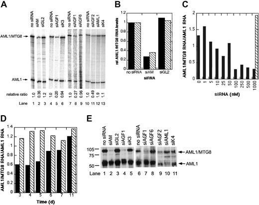 Fig. 2. siRNA-mediated inhibition of AML1/MTG8 expression in t(8;21)-positive cells. / (A) Autoradiographs of RNase protection assays. 16 hours after electroporation in the presence of 200 nM siRNAs, cellular RNAs were isolated and analyzed by RNase protection assays. Arrows mark the protected fragments corresponding to AML1/MTG8 with 240 nucleotides in length and to AML1 with 100 nucleotides in length. The electroporated siRNAs are indicated at the top. The relative ratios between AML1/MTG8 and AML1 band intensities, as quantified by phosphoimaging, are shown at the bottom. Lanes 1-3, 4-6, 7-9, and 10-13 represent different experiments not performed at the same time. (B) Real-time RT-PCR analysis of AML1/MTG8 expression in siRNA-treated SKNO-1 and Kasumi-1 cells. Total RNA was isolated 16 hours after electroporation with 200 nM siRNA and analyzed by real-time RT-PCR as described in “Materials and methods.” AML1/MTG8 mRNA levels normalized by GAPDH mRNA levels are shown. Black bars (▪), SKNO-1 cells; hatched bars (▧), Kasumi-1 cells. For siRNA nomenclature and target sites, see Table 1. (C) Dose-dependent suppression of AML1/MTG8 by siAM. Kasumi-1 cells were electroporated with the indicated concentrations of siRNA. Cellular RNAs were isolated 16 hours after electroporation and analyzed by RNase protection assays. Black bars (▪), AML1/MTG8-specific siRNA siAM; hatched bar (▧), control siRNA siGL2. (D) Time course of siAM-mediated AML1/MTG8 suppression. Cellular RNAs were isolated at the indicated days after electroporation with 200 nM siRNA and analyzed by RNase protection assays. Black bars (▪), siAM; hatched bars (▧), siGL2. (E) Effects of siRNAs on AML1/MTG8 and AML1 protein levels. Nuclear extracts were prepared either 3 days (lanes 1-5) or 4 days (lanes 6-11) after electroporation with 200 nM siRNA and analyzed by immunoblotting. The electroporated siRNAs are indicated on top. Arrows on the right mark AML1/MTG8 and AML1 protein bands. Markers are shown on the left. Lanes 1-5, 6-8, and 9-11 represent different experiments not performed at the same time. For siRNA nomenclature and target sites, see Table 1.