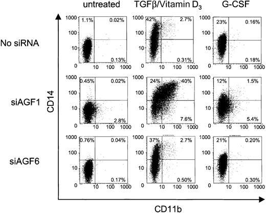 Fig. 6. siRNA influence on cytokine-induced CD11b and CD14 expression. / The FACS dot plots show CD11b and CD14 presentation on Kasumi-1 cells after electroporation with 100 nM siRNA and cytokine treatment. The siRNAs are indicated on the left, the induction treatment is indicated on top. The percentage of cells is given for each quadrant of the plots. X-axis, CD11b expression; y-axis, CD14 expression. For siRNA nomenclature and target sites, see Table 1.