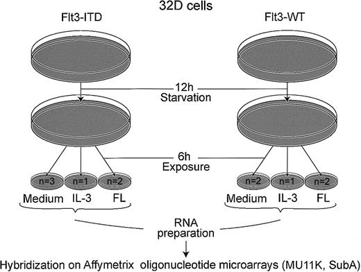 Fig. 1. Schematic representation of microarray experiment. / Cells (107) were used for each hybridization; n = number of microarrays hybridized. Following starvation from IL-3 for 12 hours, cells were incubated for 6 hours with either medium without cytokines, 5 ng/mL rmIL-3, or 20 ng/mL FL, as indicated.