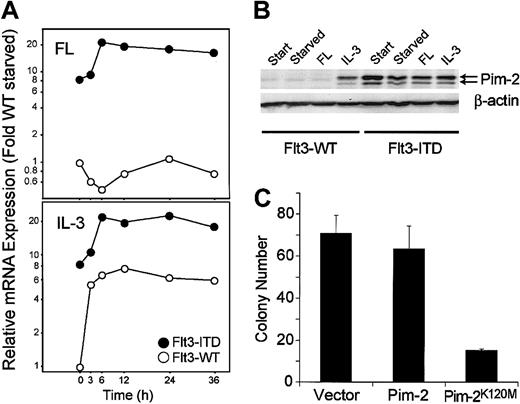 Fig. 6. Pim-2 is an ITD target gene involved in ITD-mediated transformation. / (A-B) Flt3-ITD induces Pim-2 mRNA and protein selectively. (A) mRNA was obtained from 32Dcl3/flt3-ITD (●) and 32Dcl3/Flt3-WT (○) cells, which were stimulated with FL or IL-3 for the time indicated. The amount of Pim-2 mRNA was analyzed in each sample by real time RT-PCR. The ratio of expression compared with flt3-WT after normalization to GAPDH levels is shown. (B) Total lysates of 32D/flt3-ITD and 32D/flt3-WT stimulated with or without cytokines for 24 hours were electrophoresed and blotted with anti–Pim-2 antibody. The time point “start” indicates the starting point of the starvation period. The concentrations of FL and IL-3 were 50 ng/mL and 1 ng/mL, respectively. (C) Pim-2K120M inhibits colony formation by Flt3-ITD. 32D/Flt3-ITD was electroporated with 15 μg of the expression vectors for kinase-defective Pim-2K120M or control vectors and 2 μg pcDNA3. One day after electroporation, cells were seeded on 1% methylcellulose. The colonies were counted on day 8. The mean colony numbers and standard deviation of 3 experiments is shown.