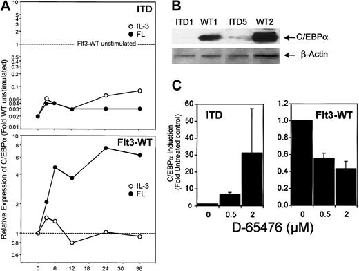 Fig. 9. ITD mutations decrease C/EBPα expression. / (A) Real time RT-PCR analysis of 32D/Flt3-WT and 32D/Flt3-ITD stimulated with FL (●) or IL-3 (○) for the indicated times (hours). The relative expression was calculated in the same way as described for Figure 6. (B) Western blot analysis for C/EBPα from 32D cells expressing wild-type or ITD isoforms of Flt3. All cells were cytokine and serum starved for 12 hours prior to preparing the lysates for Western blot analyses. (C) Real time RT-PCR analysis for C/EBPα of FL-stimulated 32D/Flt3-WT and 32D/Flt3-ITD treated with the Flt3 kinase inhibitor D-65476. Cells were exposed to the indicated concentration of inhibitor for 12 hours. Mean and standard deviation of 2 independent experiments are shown.