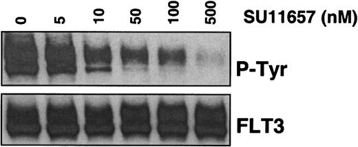 Fig. 4. SU11657 inhibits activated FLT3. / MV 4;11 cells were incubated with SU11657 at the indicated concentration for 2 hours. Lysates were prepared and immunoprecipitated with an anti-FLT3 antibody. After SDS-PAGE and transfer to nitrocellulose, blots were probed with an antiphosphotyrosine antibody (top) and subsequently stripped and reprobed with an anti-FLT3 antibody (bottom). The IC50 for inhibition of FLT3-ITD phosphorylation is approximately 50 nM.