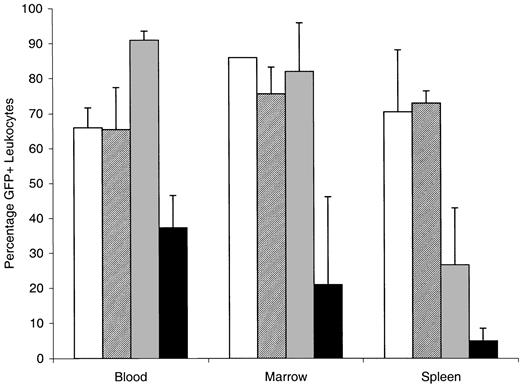 Fig. 6. FLT3 inhibition combines with ATRA to cause regression of leukemia. / Sublethally irradiated mice that were recipients of activated FLT3/PML-RARα leukemic cells were treated with 10 mg ATRA or placebo pellets. After 4 days of treatment, mice were analyzed. Percentages of leukocytes that expressed GFP in blood, bone marrow, and spleen are shown. ■ indicates placebo; ▨, SU11657; ░, ATRA; and ▪, ATRA + SU11657. Error bars represent standard deviation.