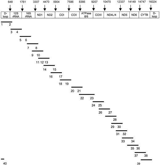 Fig. 1. Sequencing strategy for total mtDNA. / Bars (–) show the 20 amplified mtDNA fragments. Numbers (1-40) indicate sequencing primers corresponding to the PCR products. The 40 sequence primers26 include 1 (F15), 2 (R921), 3 (F873), 4 (F1234), 5 (F1657), 6 (F2105), 7 (F2972), 8 (R3006), 9 (F3441), 10 (F3931), 11 (F4447), 12 (F4976), 13 (F5318), 14 (F5700), 15 (R6526), 16 (F6426), 17 (R7255), 18 (F7215), 19 (F7645), 20 (F8164), 21 (F8539), 22 (F9309), 23 (R9403), 24 (F9754), 25 (F10127), 26 (F11001), 27 (R11166), 28 (R11927), 29 (F11901), 30 (F12357), 31 (F12793), 32 (F13188), 33 (F13518), 34 (R14388), 35 (R14926), 36 (R15396), 37 (F15260), 38 (R16451), 39 (F16097), and 40 (R336). Original primer names are shown in parentheses.