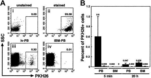 Fig. 2. Tracing of intravenously or iBM-injected PKH26-labeled CB CD34+ cells. / (A) Representative FACS analysis of PKH26-labeled cells. Column-enriched CB CD34+ cells (i) were stained with PKH26 (ii) and were transplanted into irradiated NOD/SCID mice by intravenous (iii) or iBM (iv) injection. Five minutes later, PKH26+cells circulating into peripheral blood stream were identified by flow cytometry. The number at each panel represents the percentage of PKH26 bright cells detected. (B) Comparison of the percentage of PKH26+ cells detected in PB and BM from intravenous (filled bars; ▪) or iBM (open bars; ■) injected NOD/SCID mice at 5 minutes and 20 hours after transplantation. BM cells were aspirated from left (noninjected side) tibia. Fifty thousand events were acquired to calculate the proportion of PKH26+ cells. Data shown are the mean ± SD values of 3 independent experiments (n = 5). The number above each bar represents the mean percentage of PKH26+ cells.