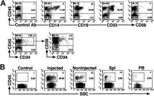 Fig. 4. Representative FACS profile of human multilineage engraftment in a NOD/SCID recipient given transplants of Lin−/lowCD34+CD38− cells by iBM. / (A) At 8 weeks after transplantation of 500 Lin−/lowCD34+CD38− human CB cells, BM cells were removed from iBM-injected side tibia of a NOD/SCID mouse and analyzed for the presence of human CD45+ cells (i). Human lineage–specific mAbs were used to detect lymphoid CD45+CD19+ (iii), CD45+CD56+ (v), myeloid CD45+CD14+ and CD45+CD33+ (ii,iv), and immature CD34+CD38−/low (vi,vii) progenitor cells in the marrow of engrafted NOD/SCID mice. (B) Distribution of human hematopoietic cells in iBM-injected NOD/SCID mice. Eight weeks after transplantation, BM cells (ii,iii), spleen cells (iv), and PB (v) of NOD/SCID mice were stained with antihuman CD45 mAbs and analyzed by flow cytometry. BM cells were collected separately from injected (ii) and noninjected (iii) tibiae. BM cells that were injected with irradiated CD34+CD38+ (used as carrier cells in these experiments) alone were used as negative control (i). The relative frequencies of each population are indicated. Representative FACS analysis of 5 independent experiments is shown.