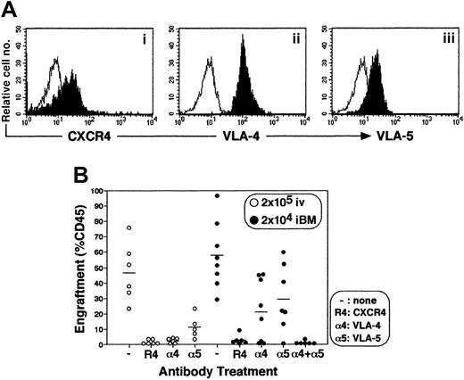Fig. 7. Effect of antibodies to CXCR4 and β1 integrins on engraftment of cord blood CD34+ cells in NOD/SCID mice BM. / (A) Expression of CXCR4 (i), VLA-4 (ii), and VLA-5 (iii) on enriched CD34+ cells. Expression levels of CXCR4, VLA-4, and VLA-5 on gated CD34+ population are shown. A representative FACS analysis of 3 independent experiments is shown. The white histogram indicates negative control staining with isotype control antibody; the black histogram indicates CXCR4 (i), VLA-4 (ii), and VLA-5 (iii). (B) Percentage of engraftment in murine BM by CB CD34+ cells pretreated with antibodies to either CXCR4 (R4), VLA-4 (α4), VLA-5 (α5), or VLA-4 + VLA-5 (α4 + α5) was quantified at 6 weeks after transplantation by immunostaining with antihuman CD45 mAb. Open circles (○) represent the mouse that received a transplant of 2 × 105 of CD34+ cells intravenously. Filled circles (●) represent the mouse that received a transplant of 2 × 104 CD34+ cells by iBM. Each circle represents 1 mouse, and bars indicate the average of engraftment. Results were combined from 3 independent experiments.