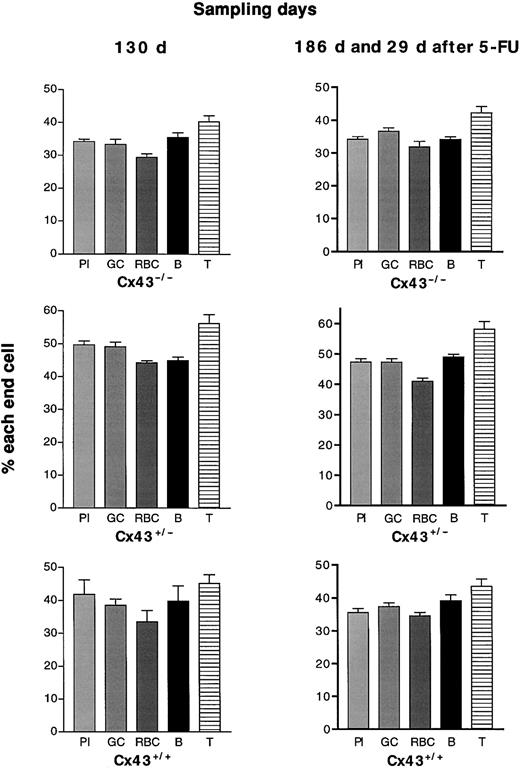 Fig. 2. Undetectable effect of 5-FU on blood formation by stems of the 3 Cx43 genotypes. / Cell types derived from Gpi-1b stems were compared before and after 5-FU. Challenging grafted mice with 5-FU did not alter the proportions of their 5 end cells. Results shown are percentages ± SD.