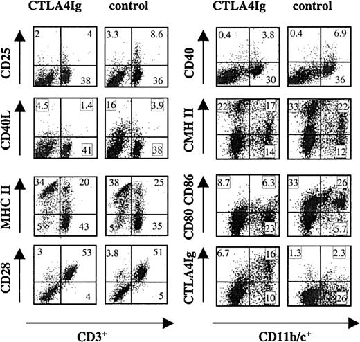 Fig. 5. Phenotype of splenocytes from CTLA4Ig-treated or control rats. / Splenocytes were harvested on day 10 after transplantation from CTLA4Ig-treated or control LEW.1A rats that received LEW.1W heart transplants. Cells were double labeled with MAbs recognizing the indicated antigens. Numbers within each window represent the percentage of positive cells. Results are representative of 3 independent experiments with a total of 4 animals in each group.
