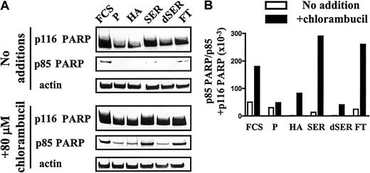 Fig. 2. PARP cleavage in CLL cells. / (A) Generation of p85 PARP in CLL cells preincubated for 1 hour with no addition or with 80 μM chlorambucil and subsequently incubated for 12 hours with the indicated supplements. P indicates plasma; HA, human albumin; SER, human serum; dSER, delipidated human serum; FT, Cibacron blue flow-through. (B) Densitometric quantitation of PARP cleavage data of panel A. Blots were probed with an actin antibody as a control for loading. Data are representative of 4 experiments.