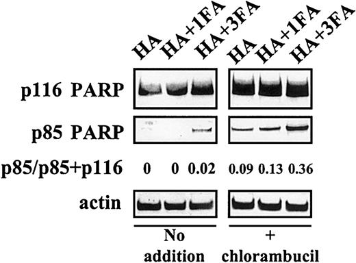 Fig. 3. Fatty acid binding compromises the ability of albumin to block PARP cleavage. / CLL cells preincubated with no additions or with 80 μM chlorambucil were subsequently incubated with the indicated supplements. FA indicates fatty acid.