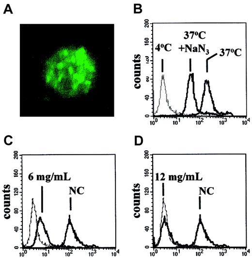 Fig. 9. Uptake of FITC-rHA by CLL cells. / (A) Confocal micrograph of a CLL cell incubated with FITC-rHA for 30 minutes prior to fixation. Original magnification × 2500. (B-D) FACScan analysis of CLL cells exposed to FITC-rHA. (B) Effect of 30-minute preincubation with 1.5 mM NaN3 on uptake of FITC-rHA. (C-D) Competitive effect of unlabeled rHA on the uptake of FITC-rHA. Concentrations of added unlabeled rHA are indicated in individual panels. NC indicates no competing unlabeled rHA. The dotted lines (B-D) denote the fluorescence of CLL cells incubated with FITC-rHA at 4°C. All other incubations were at 37°C.