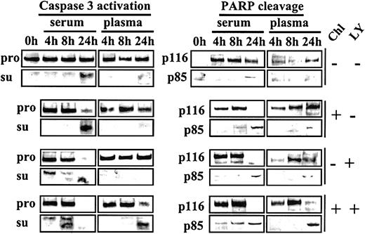 Fig. 10. Acceleration of chlorambucil-induced caspase 3 activation and PARP cleavage by LY. / CLL cells cultured in basal medium containing 10% FCS were incubated for 1 hour at 37°C in the absence or presence of 60 μM chlorambucil. The cells were recovered by centrifugation, washed once in Hanks saline, and resuspended in basal medium containing either 50% serum or 50% plasma. Each culture was divided into 2 aliquots, one of which received no further additions, and 20 μM LY was added to the other. Cells were processed for Western blot analysis at the indicated times. Blots were probed with caspase 3, p85 PARP, and p116 PARP antibodies. Pro indicates caspase 3 proenzyme; and su, caspase 3 subunits. The 0-hour sample expressed no detectable p116 PARP. This finding is attributable to the storage of these cells at 4°C prior to commencement of the experiment.