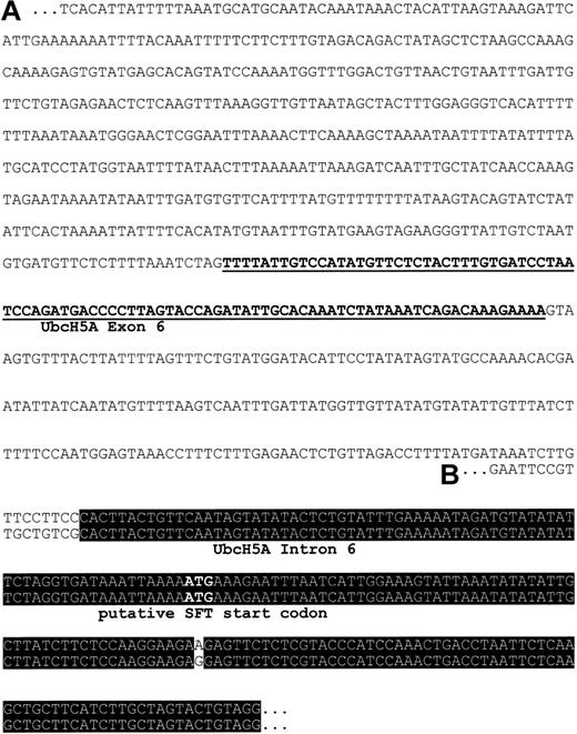 Fig. 1. Putative 5′ regulatory region of SFT. / (A) Sequence represents the 1-kb PCR product generated from theEcoRV library of the Human Genome Walker Kit (Clontech) with primers specific for SFT. Underlined nucleotides share 100% identity with exon 6 of the UbcH5A gene, a member of E2 ubiquitin-conjugating enzymes. (B) Sequence corresponds to the 5′ region of SFT RNA (GenBank accession no. AF020761, now designated as unknown RNA sequence). Nucleotides within the black box are identical in both sequences.
