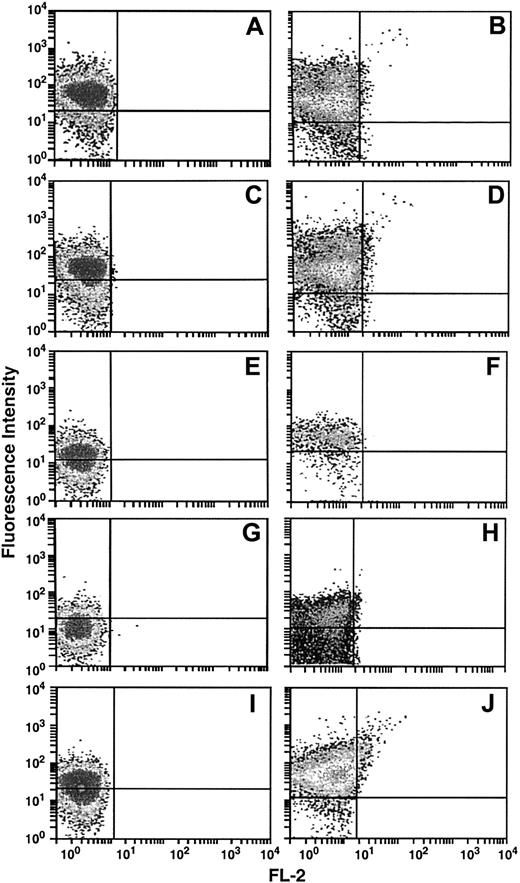 Fig. 2. HTSU-IgG binds to resting and activated primary cells of the immune system. / CD4+ (A-B) and CD8+ T cells (C-D), B cells (E-F), monocytes (G), monocyte-derived macrophages (H), and NK cells (I-J) were isolated from adult peripheral blood leukopaks as described in “Materials and methods.” The cells were either tested immediately for HTSU-IgG binding (80 ng/mL) (left panels) or activated for 7 days and reassayed for HTSU-IgG binding (right panels). Binding to the SUA-IgG (200 ng/mL) was no more than 0.8% of the HTSU-IgG binding for these samples. Data are from a representative experiment out of 3 performed. HTSU-IgG binding is on the y-axis and FL-2 is on the x-axis.