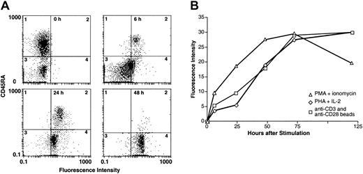 Fig. 5. Rapid cell surface expression of HTSU-IgG binding proteins is observed following different methods of immune activation of cord blood T lymphocytes. / (A) Freshly isolated CD4+ cord blood lymphocytes were activated by exposure to bead-immobilized anti-CD3 and anti-CD28 antibodies. Two-color flow cytometry was performed with FITC-labeled anti–rabbit IgG (Sigma) and PE-labeled anti-CD45RA antibodies (Coulter). HTSU-IgG binding assays were performed at 0, 6, 24, and 48 hours after stimulation. X-axis, binding of HTSU-IgG; y-axis, binding of anti-CD45RA antibody. (B) Kinetics of expression of HTLV-I SU binding protein following different methods of T-cell activation was determined. CD4+ cord blood T lymphocytes were activated by treatment with PMA and ionomycin (▵), exposure to bead-immobilized anti-CD3 and anti-CD28 antibodies (■), or by PHA and IL-2 (⋄) as described in “Materials and methods.” The amount of binding was determined prior to activation and at 6, 24, 48, 72, and 120 hours after activation. The MFI of HTSU-IgG binding - MFI of SUA-IgG binding is plotted on the y-axis. Data are a representative experiment of 3 performed.