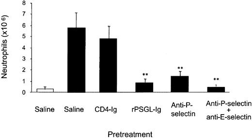 Fig. 2. Effect of rPSGL-Ig pretreatment on thioglycollate-induced peritonitis. / Mice were pretreated (15 minutes) with either saline, CD4-Ig (1 mg/kg, subcutaneously), rPSGL-Ig (1 mg/kg, subcutaneously), RB40.34 (10 μg, subcutaneously), or 10E6 (10 μg, subcutaneously), followed 15 minutes later by 1 mL intraperitoneal injection of thioglycollate (▪) or saline (■). Peritoneal lavage was performed 4 hours after stimulation, and neutrophil numbers were determined. The data represent the means ± SEMs of 7 mice in vehicle, CD4-Ig–, and rPSGL-Ig–pretreated groups, and 8 mice in all other groups. Significant difference from vehicle control is indicated by **P < .01.