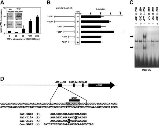 Fig. 1. Expression of PAI-1 mRNA and PAI-1 reporter studies. / (A) Relative quantitative PCR (Q-PCR) analysis of PAI-1 mRNA expression. HUVECs were stimulated with TNFα for the indicated periods and harvested. Relative expression of PAI-1 was normalized to the expression of β-2 microglobulin. The inset shows nuclear run-on data. HUVECs were either untreated or treated for 4 hours with TNFα, and the RNA isolated after the run-on reaction was hybridized to PAI-1 and GAPDH probes that were immobilized on membranes. (B) Reporter gene analysis. A series of deletions in the PAI-1 promoter were fused to a luciferase reporter gene, transfected into HUVECs, and measured by luminometry. HUVECs expressing the reporter gene constructs were induced with TNFα. (C) EMSAs of overlapping parts of the PAI-1 promoter. Nuclear extracts were obtained from HUVECs and incubated with labeled double-stranded oligonucleotides representing the nt −280 to −260, −270 to −250, and −260 to −240 of the PAI-1 promoter, respectively. Specific binding activity of nuclear protein complexes is indicated by black arrows. (D) Overview of the region of the PAI-1 promoter containing the NBRE. Oligonucleotide sequences that were used for EMSAs and for the yeast screens are shown. Light gray indicates care consensus sequence; dark gray, 2 additional adenines required for binding; and black, nucleotides exchanged.