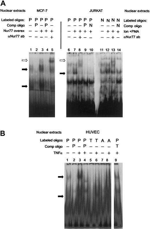 Fig. 2. PAI-1 promoter: EMSAs and supershifts of Nur77. / (A) Overexpression of a truncated clone of Nur77 (amino acids 248 to 580 that have full DNA-binding activity) in MCF-7 cells (lanes 1-4) and addition of the E-20 antibody, which recognizes the C-terminus of the Nur77 family of proteins (lane 5). JURKAT cells were induced with ionomycin and PMA (Ion+PMA) and incubated with a radio-labeled NBRE found in the PAI-1 promoter (P, lanes 6-10) and a canonical consensus NBRE (N, lanes 11-14). The extracts were also incubated with E-20 antibody (lanes 8,13). Binding was competed with a 100-fold molar excess of unlabeled oligonucleotides as indicated (PAI-NBRE, P; Con NBRE, N). Specific binding activity of nuclear protein complexes is indicated by black arrows. A supershift resulting from binding of the Nur77 antibody is indicated by white arrows. (B) HUVECs were stimulated with TNFα, and nuclear extracts were incubated with radioactively labeled oligonucleotides containing the NBRE of the PAI-1 promoter (P). The same extracts were incubated with radioactively labeled oligonucleotides containing the NBRE of the PAI-1 promoter that was mutated in the positions indicated in Figure 1D (PAI-T15A, T; PAI-A11C, A). Specific binding activity of nuclear protein complexes is indicated by black arrows.