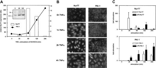 Fig. 3. Expression of Nur77 and PAI-1 in HUVECs induced with TNFα. / (A) Q-PCR analysis of Nur77 and PAI-1 mRNA expression. HUVECs were induced with TNFα for the indicated minutes; relative expression was normalized to β-2 microglobulin. The inset shows a Western blot of HUVECs stimulated for the indicated number of seconds with TNFα and stained using an antibody recognizing the N-terminus of Nur77 (representative experiment). (B) Immunocytochemistry. HUVECs were stimulated by TNFα for indicated periods and stained with antibodies recognizing Nur77 or PAI-1. (C) Q-PCR analysis of Nur77 and PAI-1 mRNA expression. HUVECs were induced with LPS and IL-1 for the indicated time periods (±SD of triplicates).