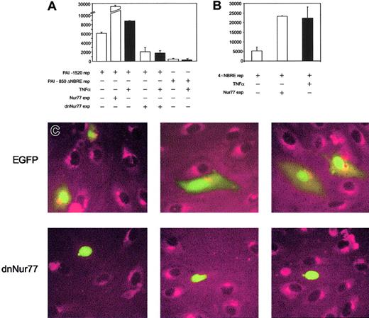 Fig. 4. Analysis of PAI-1 reporter gene activity and protein expression upon coexpression of full-length and dominant-negative Nur77 constructs. / (A) PAI-1 reporter gene activity. Bars 1 to 3 represent overexpression of Nur77 as well as TNFα induction in HUVECs; bars 4 and 5 represent overexpression of a dominant-negative mutant of Nur77 lacking its transactivation domain in untreated or TNFα-stimulated HUVECs; bars 6 and 7 represent the activity of a PAI-1 reporter gene construct lacking the 20 bp containing the NBRE with and without TNFα stimulation. Black bars are TNFα+(±SD of triplicates). (B) 4 × NBRE reporter gene activity. Effect of TNFα stimulation and overexpression of Nur77 on activity of a reporter gene construct containing a 4 × tandem repeat of an NBRE fused to a minimal promoter. Black bars are TNFα+ (±SD of triplicates). (C) Immunocytochemistry. HUVECs were transiently transfected to express EGFP or dnNur77-EGFP. After treatment with TNFα for 4 hours, cells expressing EGFP alone (green nuclear and cytoplasmatic signal) as well as untransfected cells produced large amounts of PAI-1 protein (red), whereas cells expressing dnNur77 (green, nuclear localization) showed no expression of PAI-1. Original magnification × 100 (C).