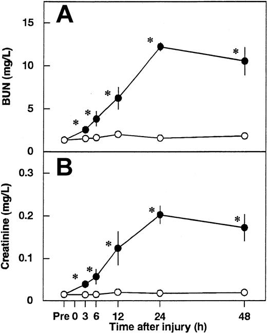 Fig. 1. Changes in serum levels of blood urea nitrogen (BUN) and creatinine in rats after renal ischemia/reperfusion (I/R). / Serum levels of BUN (A) and creatinine (B) were measured before ischemia (Pre) and at 3, 6, 12, 24, and 48 hours after reperfusion. Data are expressed as mean ± SD values of 6 animals. Open circle indicates sham-operated group; filled circle, vehicle-treated group. *P < .01 versus the sham-operated group.