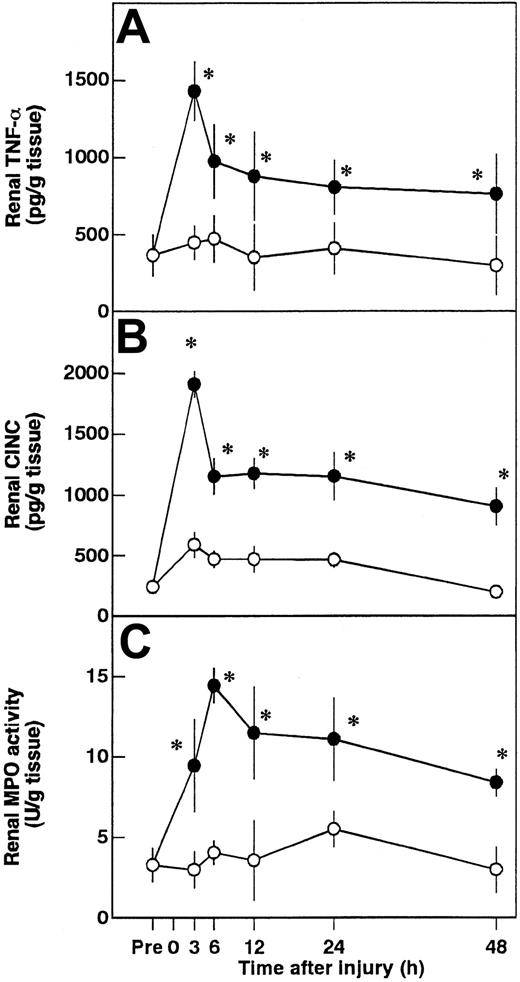 Fig. 8. Changes in renal tumor necrosis factor-α (TNF-α), cytokine-induced neutrophil chemoattractant (CINC), and myeloperoxidase (MPO) activity. / Renal tissue levels of TNF-α (A), CINC (B), and MPO (C) activity were measured before ischemia (Pre) and at 3, 6, 12, 24, and 48 hours after reperfusion. Data are mean ± SD values of 6 animals. Open circle indicates sham-operated group; filled circle, vehicle-treated group. *P < .05 versus sham-operated group.