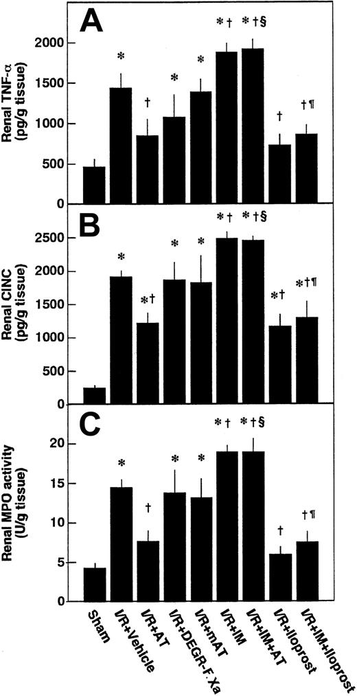 Fig. 9. Effects of antithrombin (AT) and other materials on renal ischemia/reperfusion (I/R)–induced increases in renal levels of tumor necrosis factor-α (TNF-α), cytokine-induced neutrophil chemoattractant (CINC), and myeloperoxidase (MPO) activity. / Renal levels of TNF-α and CINC were determined 3 hours after reperfusion and renal levels of MPO activity were determined at 6 hours after reperfusion. mAT indicates Trp49-modified AT. Data are expressed as mean ± SD values of 6 animals. *P < .01 versus sham-operated group; †P < .01 versus vehicle-treated group; §P < .01 versus AT-treated group; ¶P < .01 versus IM-treated group.