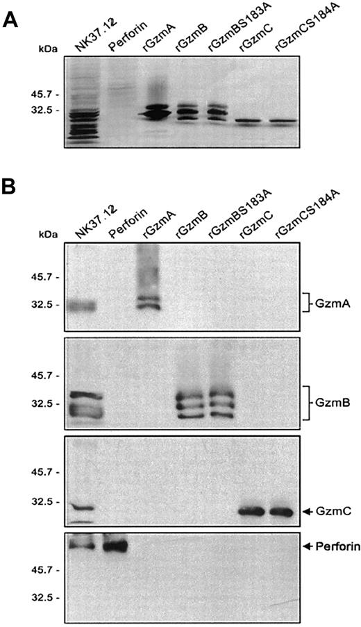 Fig. 1. Purification of recombinant granzymes and NK cell-derived perforin. / (A) Recombinant granzymes were produced and purified (0.5 μg), and equivalent amounts (1 μg) of rGzmA, rGzmB, rGzmBSer183Ala, rGzmC, and rGzmCSer184Ala were separated on an SDS-PAGE reducing gel and visualized by silver staining. (B) Western blots. NK cell line lysates (25 μg) and 0.5 μg of partially purified perforin, rGzmA, rGzmB, rGzmBSer183Ala, rGzmC, and rGzmCSer184Ala were electrophoresed on SDS-PAGE gels. Western blot analysis was performed using polyclonal rabbit anti-mouse GzmA, B, and C and the rat antihuman perforin antibody (1:2000 each).