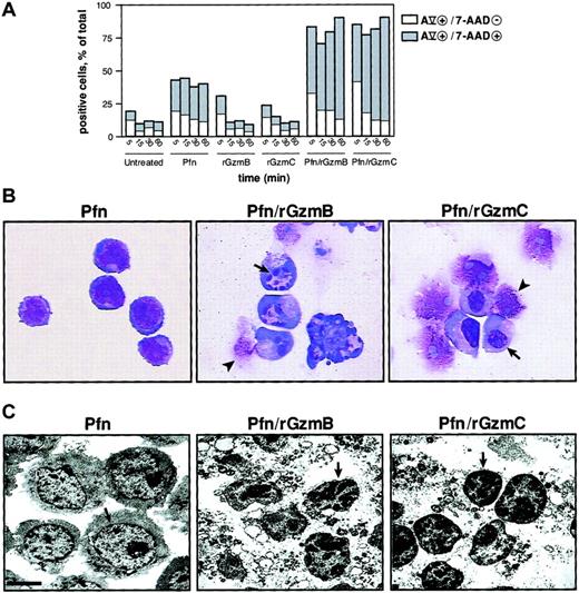 Fig. 3. Phosphatidylserine externalization and nuclear condensation occur in GzmC-induced apoptosis. / (A) Percentage of target cells with single-positive annexin Vhi (AV) versus double-positive AVhi/7-AADhi staining. YAC1 target cells were treated with perforin and 1μM rGzmB or rGzmC at 37°C for 5, 15, 30, or 60 minutes. Additionally, target cells were exposed to nothing, perforin, rGzmB, or rGzmC alone. Results are representative of 2 independent experiments. (B) YAC1 cells were treated with perforin alone or perforin plus 1 μM rGzmB or rGzmC for 15 minutes at 37°C. Cell suspensions were immobilized onto microscope slides, stained by Wright-Giemsa, and visualized by light microscopy (× 100 magnification). Cells treated with perforin showed a normal morphologic appearance. Target cells that were untreated or treated with granzymes only resembled perforin-treated cells (data not shown). Nuclear collapse (arrows) was observed, as was late cell disruption (arrowheads). (C) Transmission electron microscopy of YAC1 cells incubated with perforin and granzymes as in panel B revealed chromatin condensation (arrows) and cytoplasmic disruption (bar represents 2.5 μm). Perforin-treated cells were identical to untreated cells or to cells treated with granzymes only (data not shown).