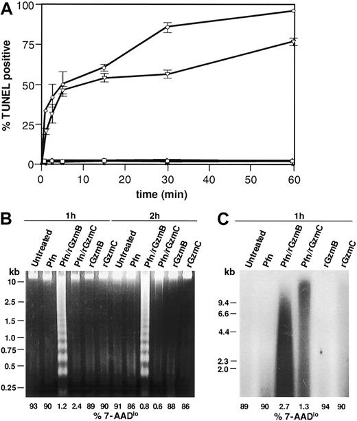 Fig. 4. GzmC induces single-strand DNA nicking. / (A) Flow-TUNEL analysis was performed on YAC1 cells treated with perforin plus 1 μM rGzmB (○) or rGzmC (▿) for the times specified. Untreated YAC1 cells (■) and cells incubated with perforin (▵), rGzmB (∗), or rGzmC (⋄) alone were also analyzed for FITC-TUNEL positivity. (B) YAC1 target cells were untreated or treated with perforin, rGzmB, rGzmC, perforin plus rGzmB, or perforin plus rGzmC (1 μM). Genomic DNA was harvested after incubation at 37°C for 1 or 2 hours and was visualized on an ethidium bromide-stained 2% agarose gel. To estimate cell viability in the same experiment, the percentage of 7-AADlo target cells was analyzed by flow cytometry (values for each sample are shown below each line). (C) Genomic DNA from YAC1 target cells treated as in panel B were radiolabeled with 32P-dATP by the Klenow fragment of DNA polymerase I. DNA fragments were separated with denaturing alkaline gel electrophoresis and autoradiographed.