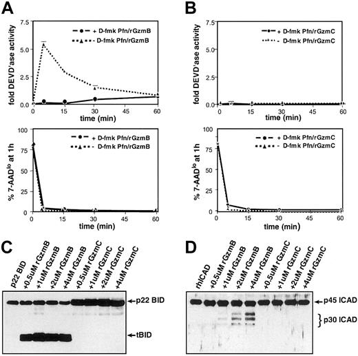 Fig. 5. GzmC does not cleave or activate GzmB substrates. / (A) GzmB-induced caspase-3 activity in target cells. (top panel) YAC1 cells were pretreated with a fixed dose (100 μM) of the broad-spectrum caspase inhibitor D-fmk or the DMSO vehicle for 30 minutes at 37°C. Next, the cells were treated with perforin plus 1 μM rGzmB and incubated at 37°C for 5, 15, 30, or 60 minutes. Cellular lysates were prepared, and DEVD-AMC cleavage was measured in triplicate using a spectrofluorometer. (bottom panel) Before target cell harvest at every time point, a fraction of each sample was stained with 7-AAD and quantified using flow cytometry to assess viability. (B) Absence of GzmC-induced caspase-3 activity. (top panel) As described in panel A, D-fmk– or DMSO-pretreated YAC1 cells were treated with perforin plus 1 μM rGzmC followed by fluorometric analysis. (bottom panel) Portions of the rGzmC-loaded samples were stained with 7-AAD and quantified with flow cytometry. (C) Full-length recombinant p22 BID was incubated at 37°C for 30 minutes alone or with increasing concentrations of active rGzmB or rGzmC. Samples were harvested and electrophoresed on reducing SDS-PAGE gels. Western blot analysis was performed with a rabbit polyclonal anti-BID antibody. Only rGzmB directly processes p22 BID to the truncated BID (tBID) form. (D) rhICAD was processed as above in panel A and immunoblotted using a rabbit polyclonal anti-ICAD antibody. Only rGzmB processes ICAD to its p30 form.