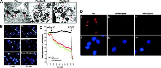 Fig. 6. GzmC induces target cell mitochondrial depolarization, swelling, and cyt. / c release in intact cells. (A) High-magnification transmission electron microscopy (× 22 000). The arrows point to the mitochondria of YAC1 cells treated as described in Figure 2C (bar represents 0.4 μm). The mitochondria of untreated YAC1 cells or of cells incubated with granzymes alone has the same appearance as perforin-treated mitochondria (data not shown). (B) Representative pseudocolor-coded images of TMRM fluorescence intensity in murine embryonic fibroblasts at the beginning (left panels) and at the end of the acquisition sequence (right panels). Cells were treated with perforin alone or with perforin plus 4 μM GzmC. Where indicated, cells were preincubated with 2 μM CsA for 30 minutes. Bar represents 7 μm. (C) Quantitation of the TMRM fluorescence changes over mitochondrial regions. Where indicated by the arrows, perforin and 4 μM rGzmC, and then 2 μM FCCP (to induce complete depolarization), were added. Fluorescence intensity changes were quantified as described in “Experimental procedures.” (D) Immunofluorescence for cytc in YAC1 cells. YAC1 target cells were treated with perforin alone (i-ii), perforin plus 1 μM rGzmB (iii-iv), or perforin plus 1 μM rGzmC (v-vi) for 30 minutes and were immunostained for cytc (red). Duplicate images in the lower panels (ii,iv,vi) show nuclear staining by DAPI (blue). Note that target cells treated with perforin plus granzymes display diminished cyt cstaining and have apoptotic condensed nuclei. Untreated target cells and cells treated with granzymes alone resembled those treated with perforin only (i,ii, and data not shown).