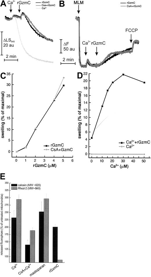 Fig. 7. GzmC directly causes mitochondrial swelling and depolarization in isolated mitochondria. / (A-B) Mitochondrial volume and membrane potential changes of purified murine liver mitochondria (MLM, 0.5 mg/mL) were monitored as described.16 In both panels, where indicated by the arrows, 40 μM Ca2+ and 4 μM rGzmC (black and gray traces) were added. Where noted (gray trace), 1 μM CsA was present from the beginning. In panel A, 400 μM Ca2+ (light gray trace) was added where indicated to induce complete swelling. In all the experiments depicted in panel B, complete depolarization was achieved by adding 400 nM FCCP where indicated. (C) Dose dependence of GzmC-induced mitochondrial swelling. The experiment was performed as in panel A, except that the indicated concentrations of rGzmC were added. (D) Ca2+ dependence of GzmC-induced swelling. The experiment was carried out as in panel A, except that the indicated Ca2+ concentrations were added before 4 μM rGzmC. Ca2+ concentrations of 50 μM or less did not cause detectable mitochondrial swelling. (E) Differential release of fluorescent dyes entrapped in the mitochondrial matrix by GzmC. Mitochondria loaded with 10 μM rhod-2-am or calcein-am were left untreated or were treated with 200 μM Ca2+ in the presence of 1 μM CsA, 2 μM mastoparan, or 4 μM rGzmC. After 30 minutes, mitochondria were pelleted, and calcein and rhod-2 fluorescence levels were measured in the pellet and in the supernatant. Data are normalized for the untreated mitochondria.