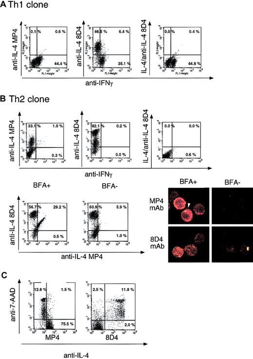 Fig. 1. Detection of nonsecreted IL-4 in Th1 and Th2 clones using 8D4-8 mAb. / T-cell clones were stimulated for 5 hours by 50 ng/mL PMA and 300 ng/mL ionomycin. (A) Dual intracellular stainings of a Th1 clone using anti-IFNγ mAb and MP4 or 8D4 anti–IL-4 mAb. The right panel shows specific inhibition of 8D4 IL-4 staining by preincubation of 8D4-8 anti–IL-4 mAb with 0.1 μg/mL recombinant IL-4. (B) In the top panels, the same experiments were performed on the Th2 clone. Bottom panels, left: T-cell clones were stimulated in the presence or absence of BFA and further stained with MP4 and 8D4 anti–IL-4 mAb. Bottom panel, right: confocal analysis of MP4 or 8D4 anti–IL-4 mAb staining on the Th2 clone, after stimulation in the presence or absence of BFA. The arrow indicates a cytoplasmic cone of secretion. (C) Determination on the Th2 clone of the susceptibility to apoptosis of MP4+ and 8D4+ cells using the nuclear dye 7-AAD.