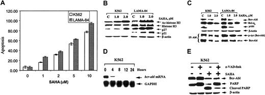 Fig. 1. SAHA down-regulates Bcr-Abl levels and induces apoptosis of K562 and LAMA-84 cells. / (A) Cells were treated with the indicated concentrations of SAHA for 48 hours. Following this treatment, the percentage of annexin V–stained apoptotic cells was determined by flow cytometry. (B) Western blot analyses of acetylated (Ac) histone 3, histone H3, p21, and p27 in the cell lysates from K562 and LAMA-84 cells, following treatment with the indicated concentrations of SAHA for 48 hours. The levels of β-actin served as the loading control. (C) Western blot analyses of Bcr-Abl, Bcl-xL, and phospho(p)-AKT in the cell lysates from K562 and LAMA-84 cells, following treatment with the indicated concentrations of SAHA for 48 hours. Alternatively, immunoprecipitates with anti-Abl antibody were probed and immunoblotted with anti-phosphotyrosine (p-tyr) antibody. (D) Treatment with SAHA reduces bcr-abl mRNA in K562 cells. Samples of 15 μg total cellular RNA were isolated from K562 cells treated with SAHA (2 μM) for the indicated exposure intervals and analyzed by Northern blotting. A 1000-bp probe from the b3-a2 junction sequence of bcr-abl was used as a probe, which detected a 615-Kb transcript. The same membrane was stripped and rehybridized with a glyceraldehyde-3-phosphate dehydrogenase (GAPDH) probe. (E) Cotreatment with z-VAD-fmk (25 μM) PARP cleavage activity of caspases without affecting the SAHA-mediated decline in Bcr-Abl levels. K562 cells were exposed to SAHA and/or z-VAD-fmk for 48 hours. Following this exposure, immunoblot analyses of Bcr-Abl and PARP, and the cleavage product, were performed on the cell lysates. The levels of β-actin served as the loading control.