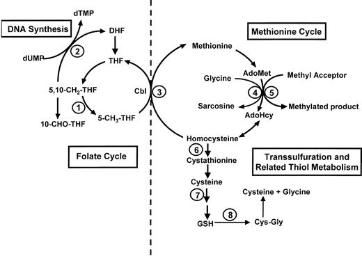 Fig. 1. Homocysteine and methionine metabolism (right) and folate metabolism (left). / AdoHcy indicates S-adenosylhomocysteine; AdoMet,S-adenosylmethionine; Cbl, cobalamin; 5,10-CH2-THF, 5,10-methylenetetrahydrofolate; 5-CH3-THF, 5-methyltetrahydrofolate; 10-CHO-THF, 10-formyltetrahydrofolate; Cys-Gly, cysteinylglycine; DHF, dihydrofolate; dTMP, deoxythymidine monophosphate; dUMP, deoxyuridine monophosphate; GSH, glutathione; THF, tetrahydrofolate. Mediating enzymes for reactions are as follows: (1) 5,10-methylenetetrahydrofolate reductase; (2) thymidylate synthase; (3) methionine synthase (requires cobalamin and 5-methyltetrahydrofolate); (4) glycine N-methyltransferase; (5) a variety of cellular methyltransferases; (6) cystathionine β-synthase; (7) γ-glutamylcysteine synthetase, followed by a reaction mediated by glutathione synthetase; (8) γ-glutamyl transpeptidase (occurs extracellularly).