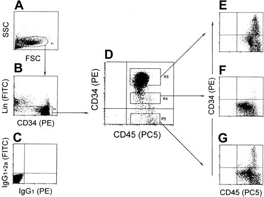 Fig. 1. Characterization of purified CB-derived Lin−CD34− cells. / (A) The forward scatter/side scatter (FSC/SSC) profile of immunomagnetically separated cells. The R1 gate was set on the lymphocyte window. (B) Cell-surface expression of 13 lineage markers, including CD2, CD3, CD4, CD7, CD10, CD14, CD16, CD19, CD20, CD24, CD41, CD56, and GPA on cells residing in the R1 gate. Cells residing in the R2 gate were further subdivided into 3 fractions according to their expression levels of CD34 antigen. (C) Isotype control. (D) Cells residing in the R3, R4, and R5 gates were classified as Lin−CD34high, Lin−CD34low, and Lin−CD34− cells, respectively. The definitions of CD34high, CD34low, and CD34− fractions are as follows: the CD34highfraction contains cells expressing maximum phycoerythrin (PE) fluorescent intensity (FI) to 15% level of FI; the CD34lowfraction contains cells expressing 5% to 1% level of FI; and the CD34− fraction contains cells expressing less than 0.5% level of FI, respectively. (E-G) The expression patterns of CD34 antigen on CD45+ cells derived from the 7-day cocultures of CD34high (E), CD34low (F), and CD34− (G) cells with the murine stromal cell HESS-5 in the presence of a cocktail of cytokines.