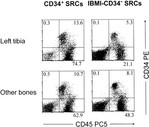 Fig. 3. In vivo generation of human CD34+ cells. / In this study, Lin−CD34high or Lin−CD34− cells (5 × 104) were transplanted into the left tibia of NOD/SCID mice using the IBMI technique. After 12 weeks, the rates of CD45+ and CD34+ cells in the injected left tibiae and other bones (right tibia + 2 femurs + 2 humeri) were separately analyzed by flow cytometry. In these representative mice that received transplants of CD34+ SRCs and IBMI-CD34− SRCs, both showed the marked repopulation with human CD45+ cells. Importantly, both SRCs generated the significant numbers of CD34+ cells not only at the site of injection, but also at the destinations of migration. The numbers in the quadrants define percentages of these cells.