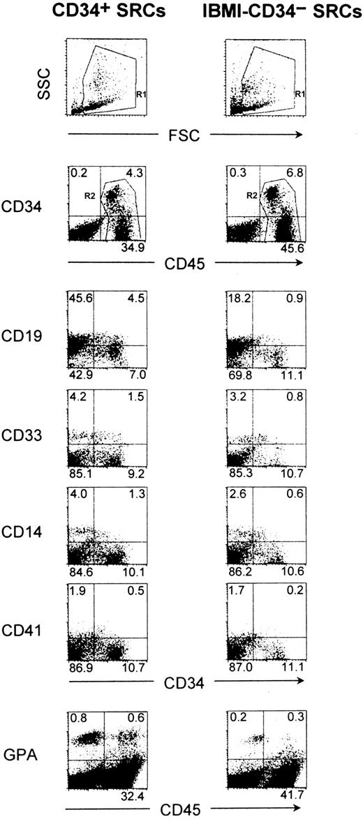 Fig. 4. The multilineage reconstitution abilities of CD34+ SRCs and IBMI-CD34− SRCs. / First, the R1 gate was set on the total murine BM cells obtained from these representative mice 12 weeks after the transplantation of 5 × 103 Lin−CD34high or 5 × 104 Lin−CD34− cells, and then human CD45+ cells were gated as R2. Expression of lineage markers, including CD19 (pan-B cell), CD33 (myeloid), CD14 (monocytic), and CD41 (megakaryocytic) on the R2-gated cells was analyzed by 3-color flow cytometry. Only the expression of GPA (erythroid) was analyzed on the whole BM cells (no gate). In this particular mouse that received a transplant of CD34+ SRCs (left column), 39.2% of total BM cells were human CD45+cells, which contained 11.0% of CD34+ cells, 50.1% of CD19+ cells, 5.7% of CD33+ cells, 5.3% of CD14+ cells, and 2.4% of CD41+ cells. In addition, 1.4% of whole murine BM cells were human GPA+cells. In another representative mouse that received a transplant of IBMI-CD34− SRCs (right column), 52.4% of total BM cells were human CD45+ cells, which contained 13.0% of CD34+ cells, 19.1% of CD19+ cells, 4.0% of CD33+ cells, 3.2% of CD14+ cells, and 1.9% of CD41+ cells. In addition, 0.5% of whole murine BM cells were human GPA+ cells.